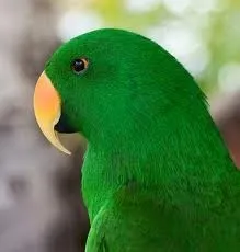 GREEN Parrot est dans le RED
