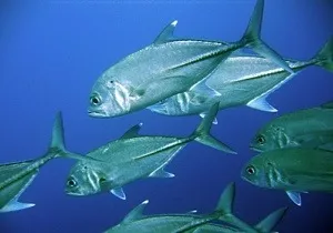 Entre sardines et carangues...les marins-pêcheurs de Martinique perdent à Paris ce qu'ils avaient gagné à Fort-de-France