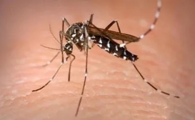 Dengue...