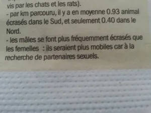 #Rudy est pour le manicou pour tous