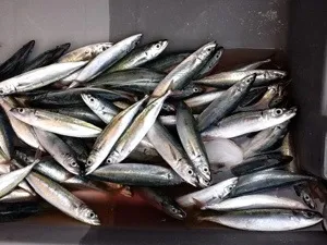 750 000 € versés aux marins‐pêcheurs de la Martinique