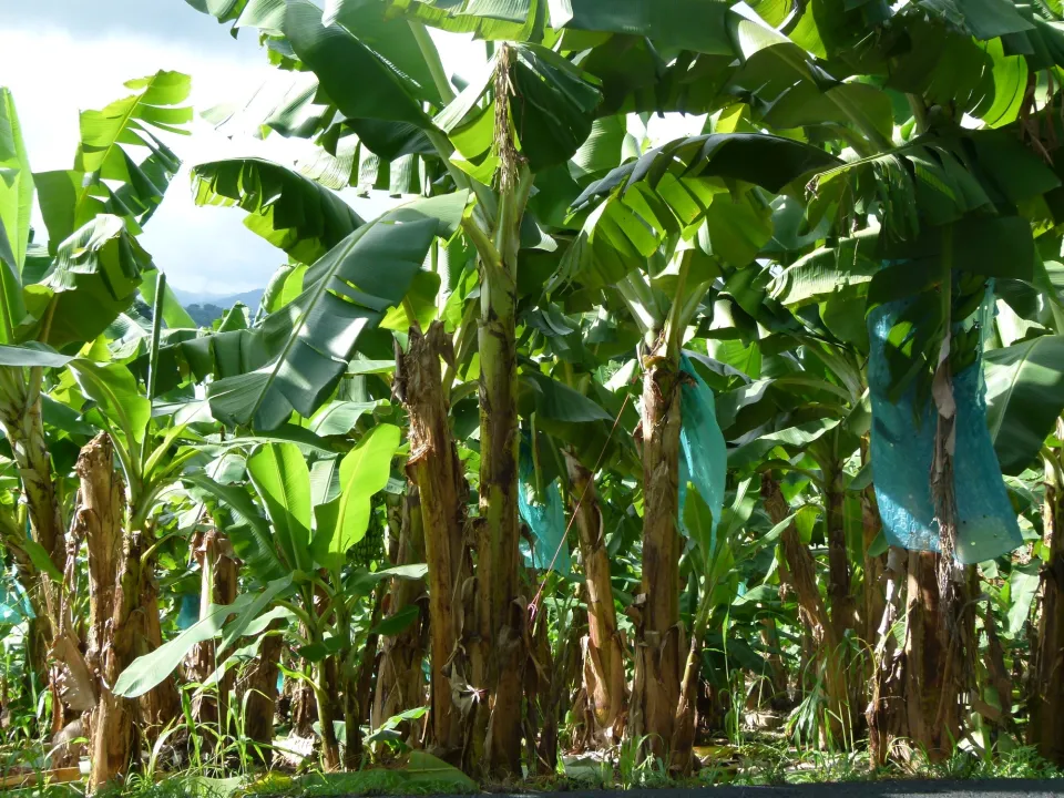 Guadeloupe : monstre chimique