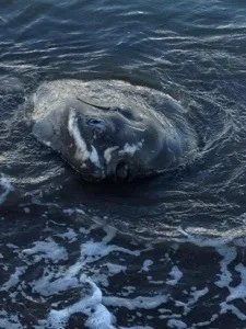 Un poisson lune échoue à Fond Bernier en #Martinique