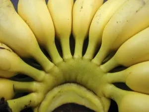 Suspension de l’#épandage aérien  Le #Medef apporte son soutien à la filière #banane