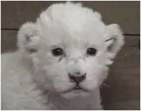 Naissance d'un lion blanc dans un zoo de Serbie
