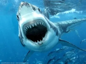 Nouvelle attaque de #requin à l'île de la #Réunion