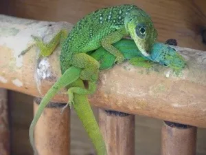 Ce lézard n'est pas un âne au lit