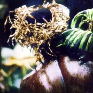 Chlordécone : la #Martinique porte sa croix