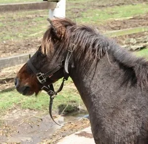 Le poney le plus recherché de #Martinique a été retrouvé la veille de Noël