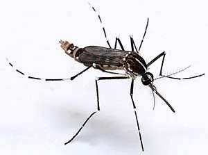 #Chikungunya en #Martinique : face à l’épidémie, la mobilisation de chacun est indispensable