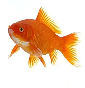 Ministère des Outremers qui ment ? Le piment ? Le poisson ou le letchi ?