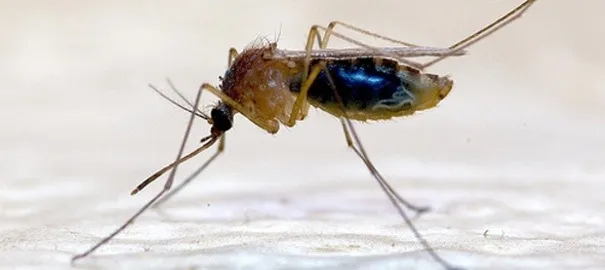 Le #chikungunya va t-il plomber le tourisme en #Martinique et en #Guadeloupe ?