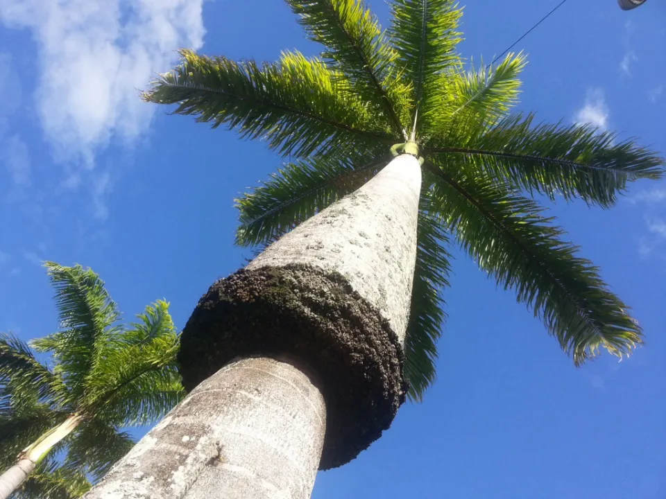 L'image du jour (29 juin 2014) #lareunion