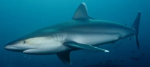 Un #requin attaque un #surfeur à Saint-Leu à l'île de La #Réunion