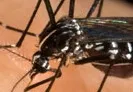 Épidémie en #Martinique : après le #chikungunya...le #choukungunya ?