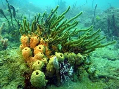 Chronique d'un crime écologique annoncé en #Martinique
