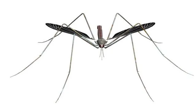 #Chikunguya en #Martinique : la gouvernance manque d'ingénierie,  le moustique affine sa tactique