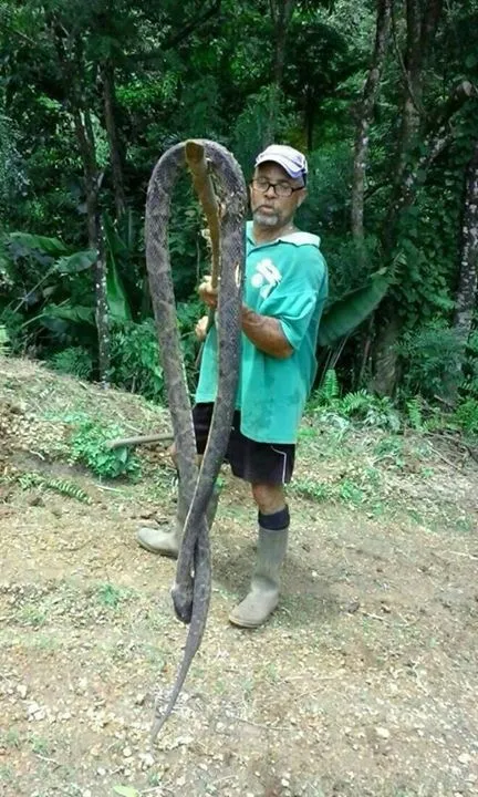 Un serpent de près de 3 m capturé au Lorrain en #Martinique
