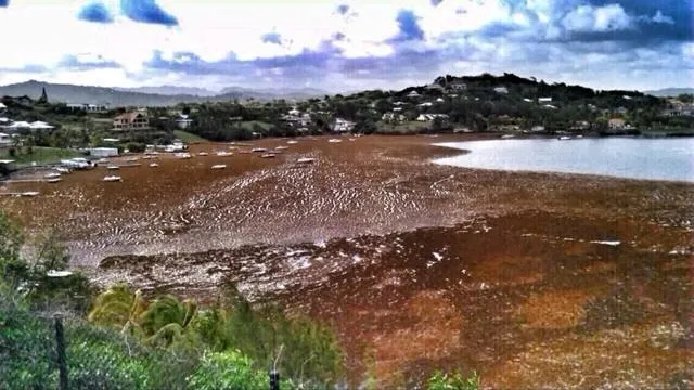 La #Martinique en mode #sargasses trop entérite