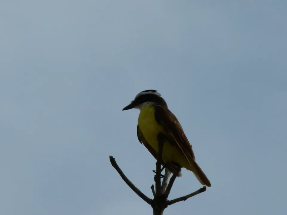 Les oiseaux de Martinique au CDST pour les Journées du Patrimoine