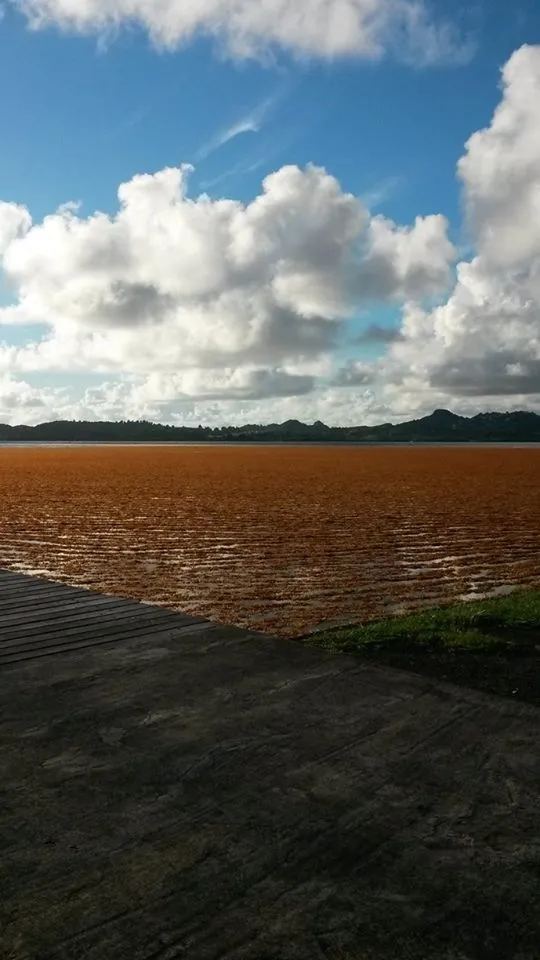 Algues sargasses en #Martinique...et si on nous mentait ?