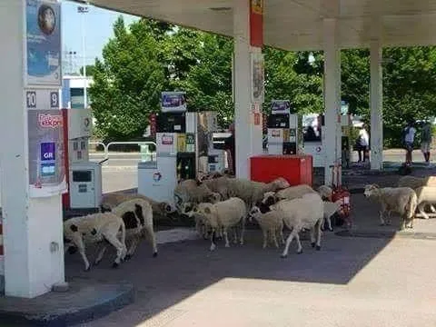 Moun abiyé an mouton ?