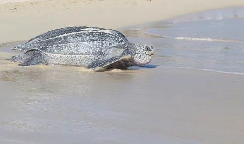 La lutte pour la vie d'une #tortue #luth aux salines en #Martinique