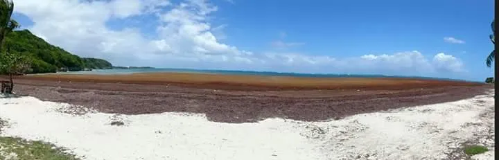 L'image du jour (3/05/15) #guadeloupe #algues #sargasses