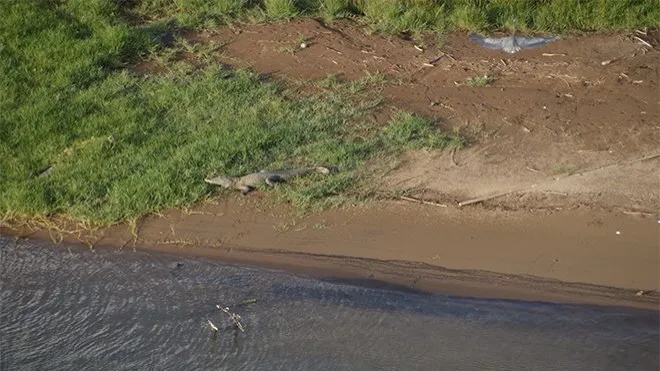 A la poursuite du diamant vert ...oups...du #crocodile Dundee en #Martinique