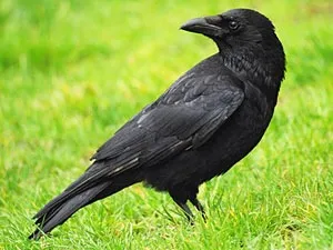Le corbeau est le renard