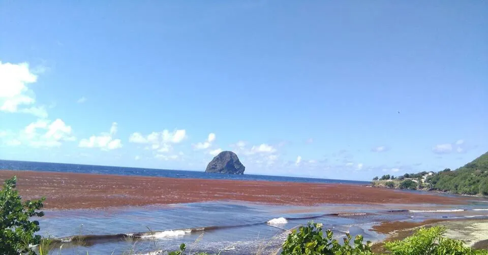 La Mer Incurie Beach revient plus tôt que prévu en Martinique