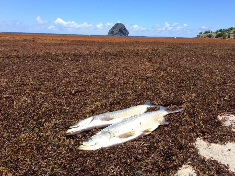 Sargasses - Mise au point de la Communauté d’Agglomération de l’Espace Sud Martinique