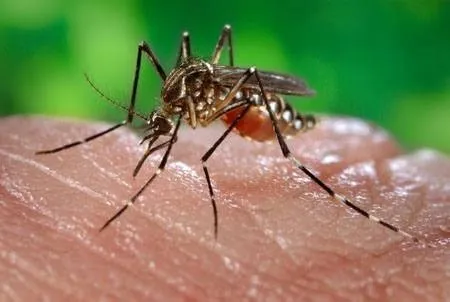 ZIKA – passage au stade épidémique