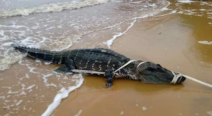 Un caïman retrouvé sur la plage de Bourda à  Cayenne en Guyane