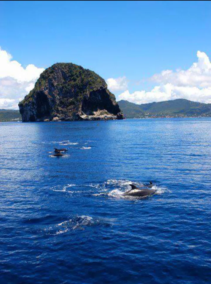 Les dauphins ❤ la Martinique