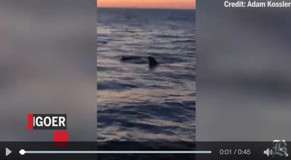 Un grand requin blanc dévore un phoque devant une plage (vidéo)