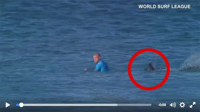 Un requin attaque un surfeur en direct à la tv (vidéo)