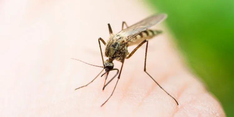 Zika in Florida