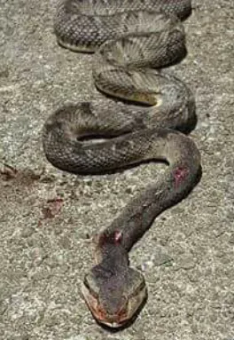 Les serpents ne font pas grève sur l'habitation Fixy en Martinique
