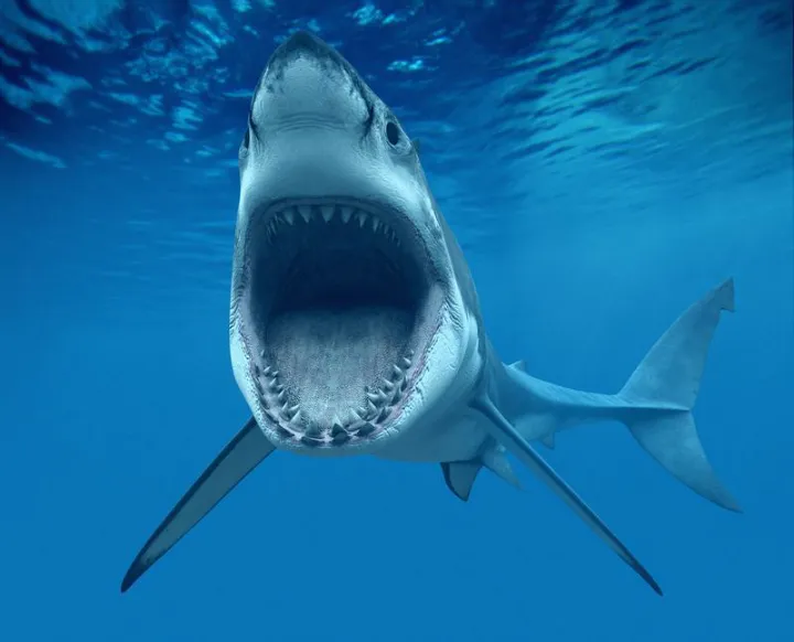 Attaque de requin à Boucan Canot à l'île de La Réunion