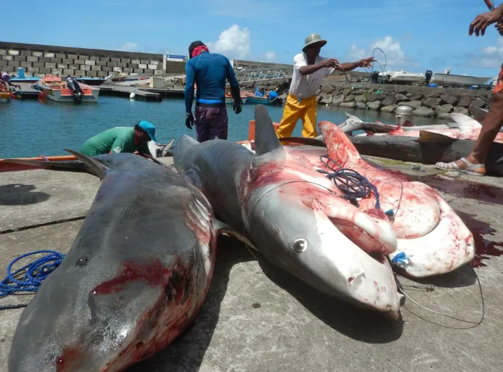 14 requins péchés en Martinique  [Les photos]