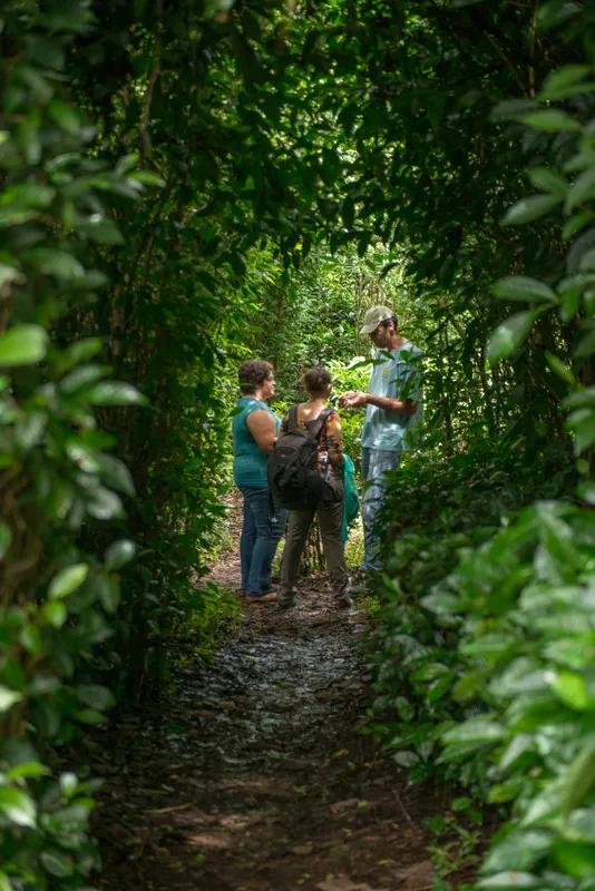 Le Labyrinte en-champ-thé : A la découverte du thé et du géranium made in Réunion - Journées Européennes du Patrimoine à la Réunion