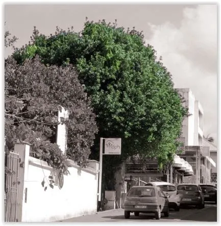 Jardin de l'Hôtel de ville : Arbres connus et méconnus - Journées Européennes du Patrimoine à la Réunion