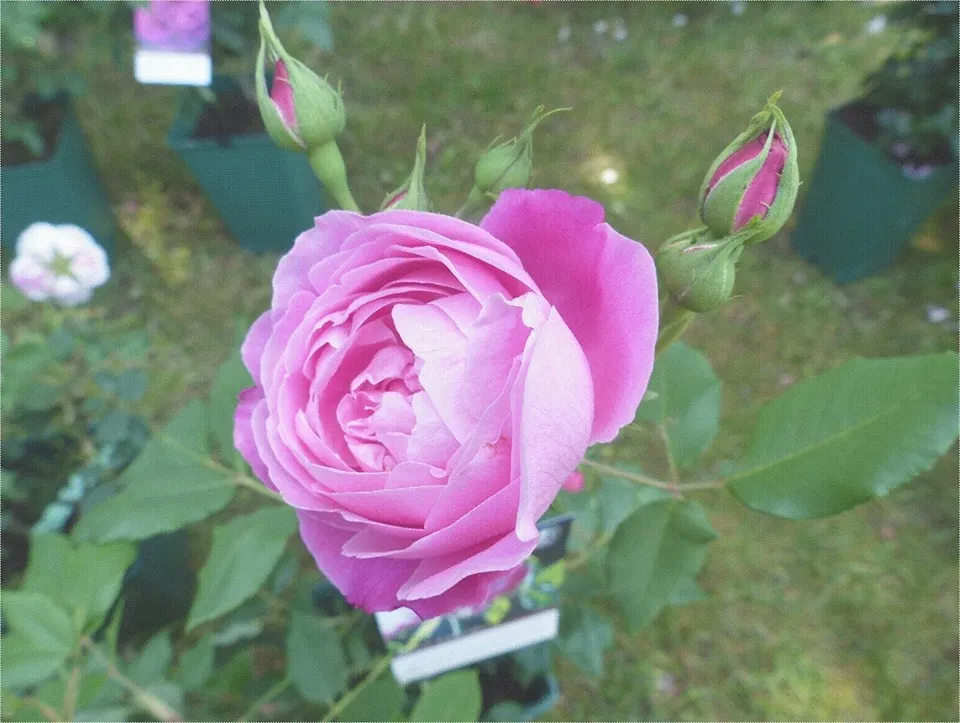 Jardin de la maison Oudin : Au nom de la rose Bourbon - Journées Européennes du Patrimoine à la Réunion
