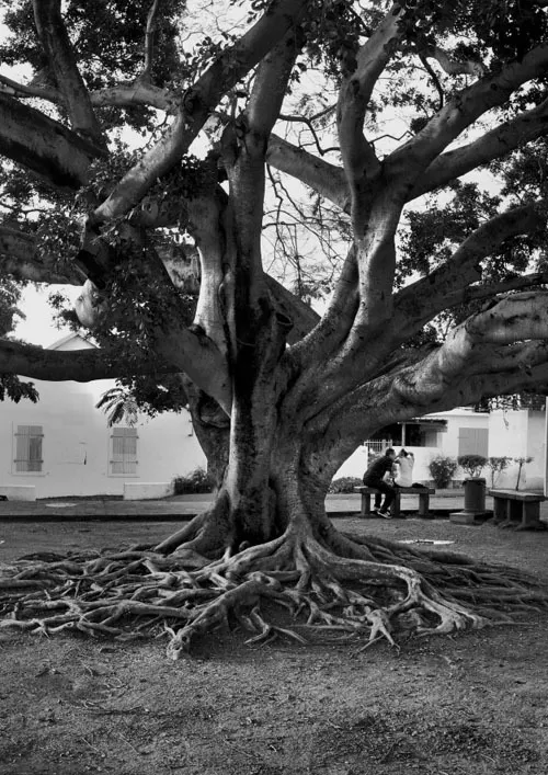 La case Bourbon : Balade autour des arbres du Barachois - Journées Européennes du Patrimoine à la Réunion