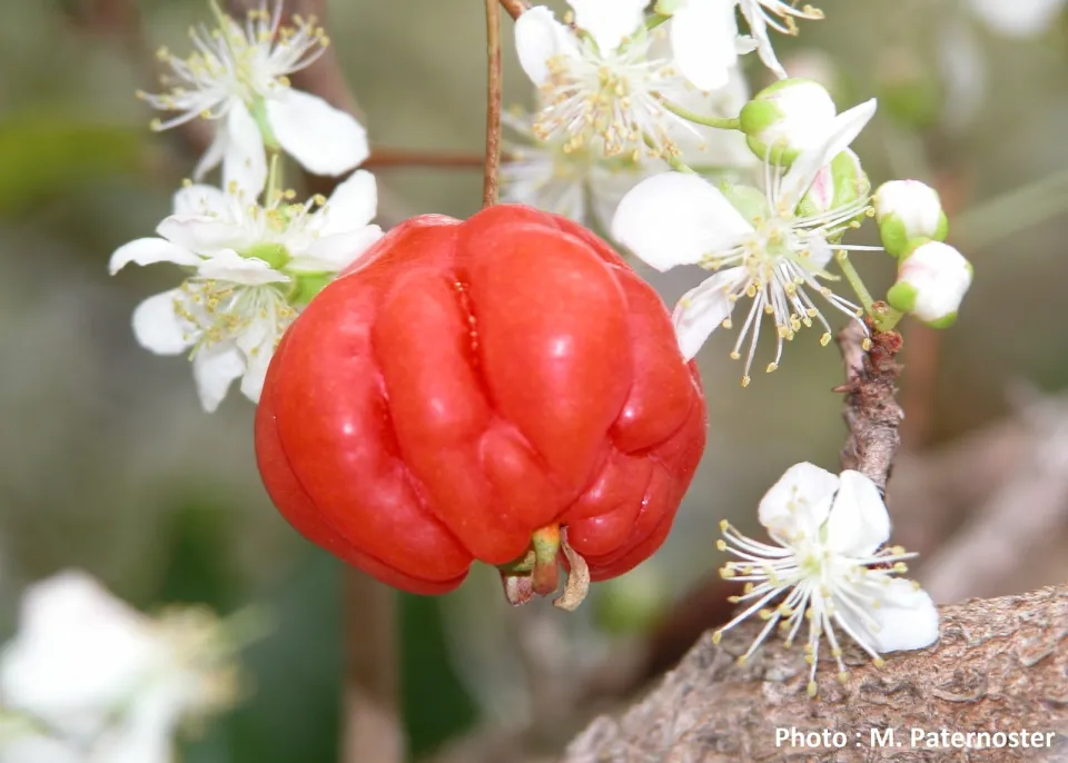 Mascarin - Jardin botanique de La Réunion : A la découverte de Mascarin, Jardin botanique de La Réunion - Journées Européennes du Patrimoine à la Réunion