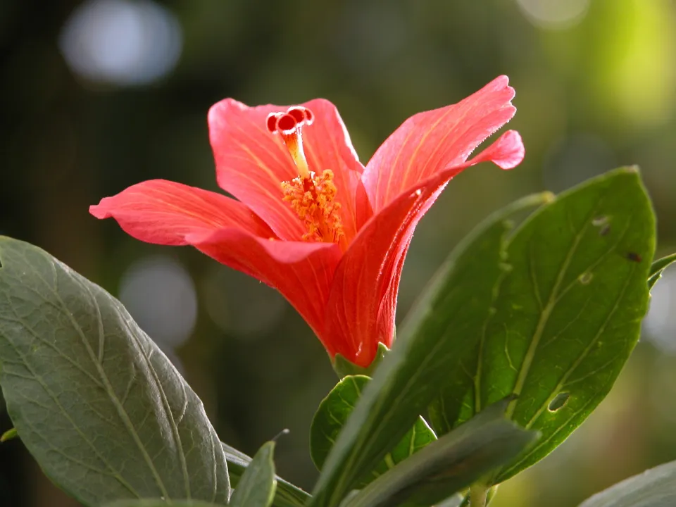 Mascarin - Jardin botanique de La Réunion : Flore indigène menacée de La Réunion et écocitoyenneté - Journées Européennes du Patrimoine à la Réunion