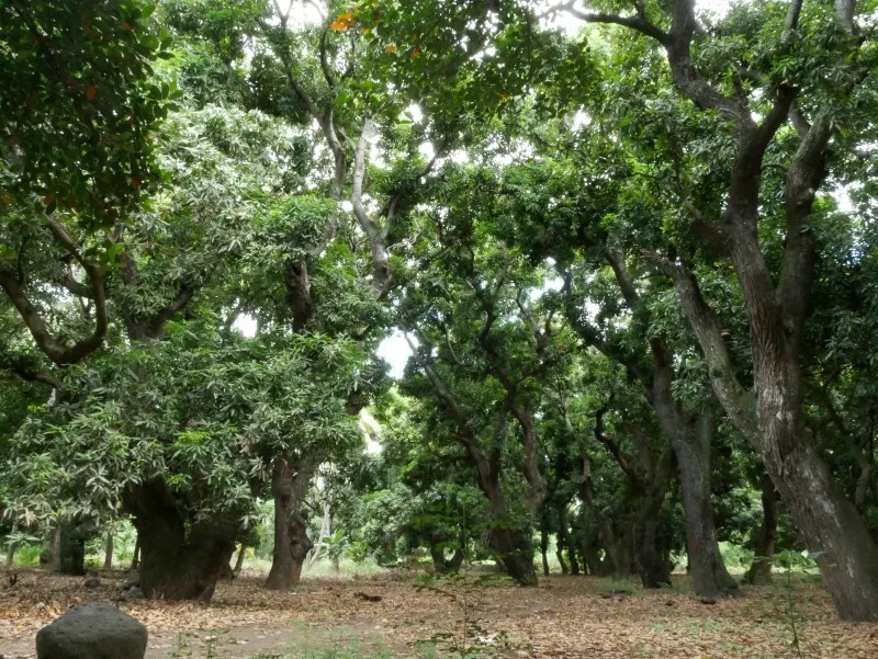 Réserve naturelle nationale de l'étang Saint-Paul : Laperrière ou le Vieux Saint-Paul, 200 ans de culture de la mangue - Journées Européennes du Patrimoine à la Réunion