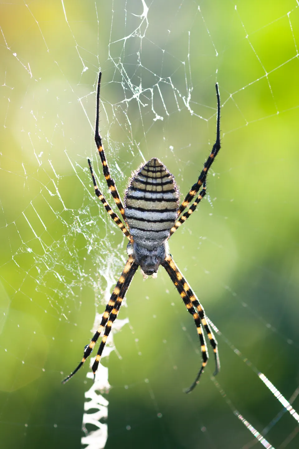 Muséum d'histoire naturelle de La Réunion : Les araignées, ces méconnues - Journées Européennes du Patrimoine à la Réunion