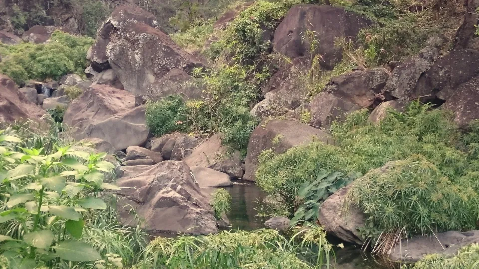Réserve naturelle nationale de l'étang Saint-Paul : Les patrimoines de nos ravines : la ravine Divon - Journées Européennes du Patrimoine à la Réunion